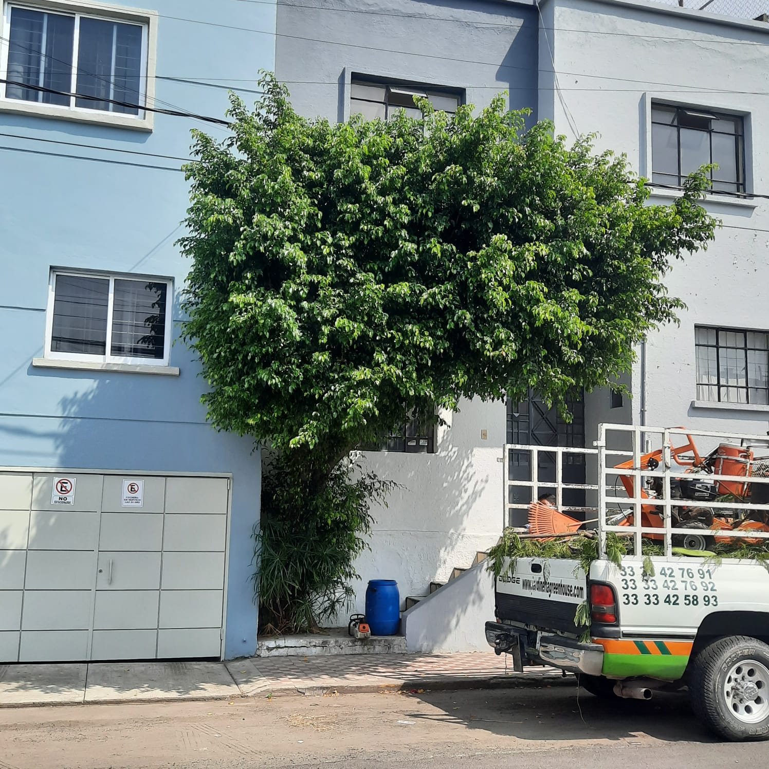 Ficus antes de la poda