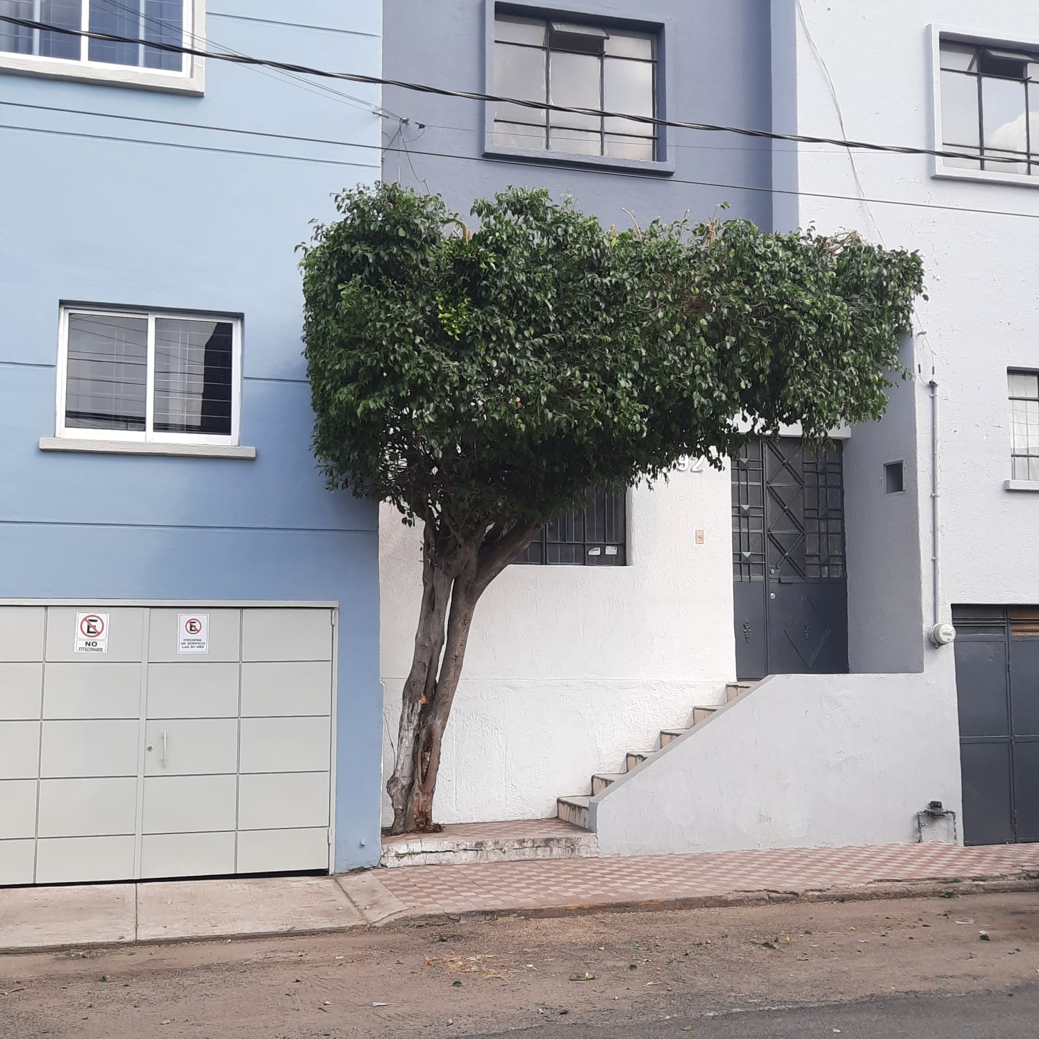 Ficus después de la poda